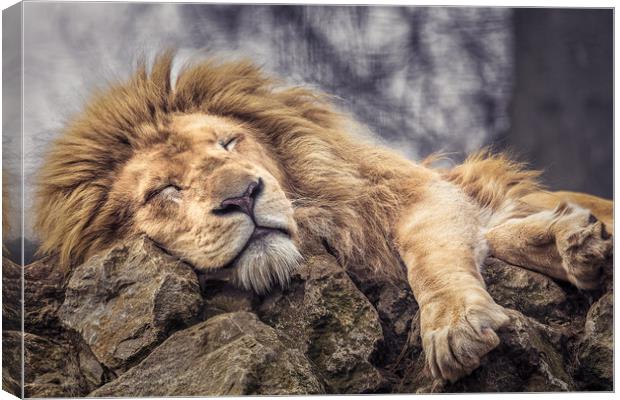 Mr Sleepy Canvas Print by Mark Lynham