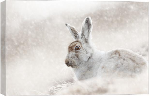 In the snow Canvas Print by Mark Lynham