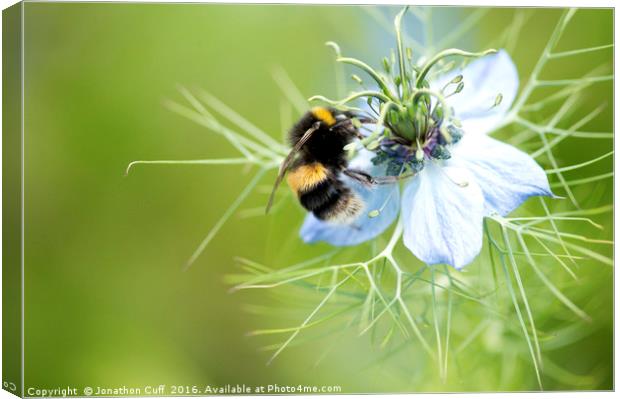 Bee collecting pollen from nigella flower Canvas Print by Jonathon Cuff