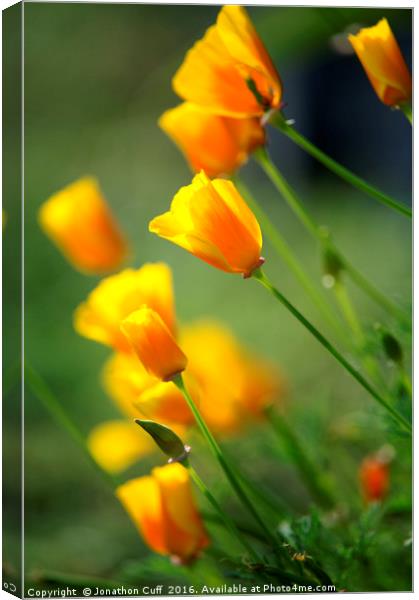 California poppies in the early evening sun Canvas Print by Jonathon Cuff