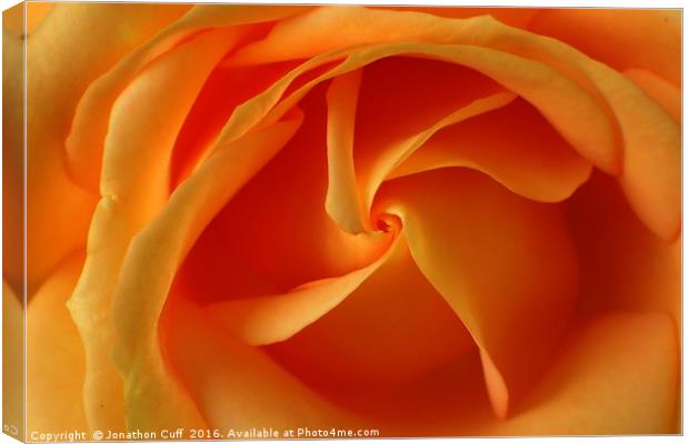 Orange rose detail Canvas Print by Jonathon Cuff