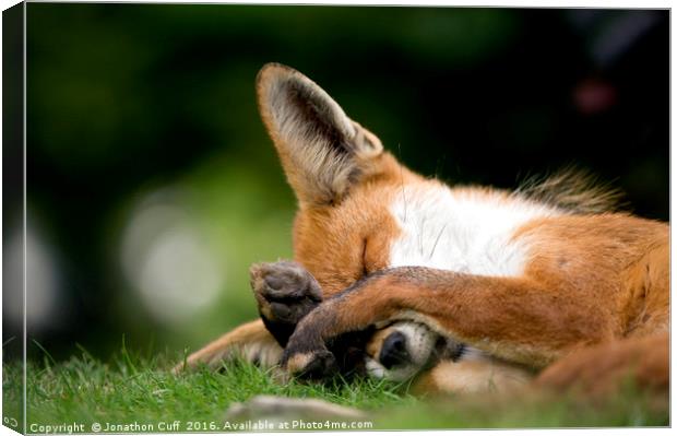 Fox taking a quick forty winks Canvas Print by Jonathon Cuff