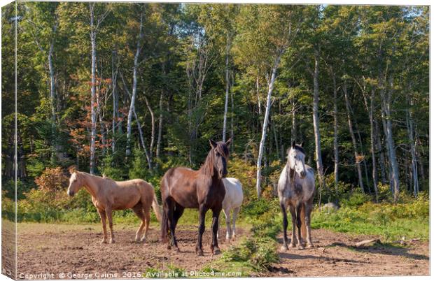 Horses in a forest clearing Canvas Print by George Cairns