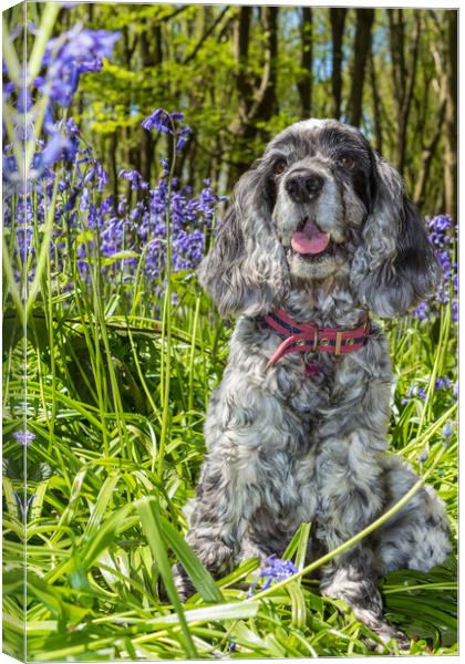 Cocker Spaniel and bluebells Canvas Print by George Cairns