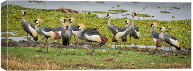 Crowned Cranes  Canvas Print by Janette Hill