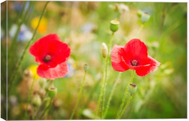 Poppies Canvas Print by Janette Hill