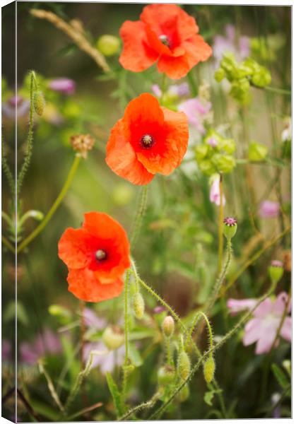 Poppy Trio Canvas Print by Janette Hill
