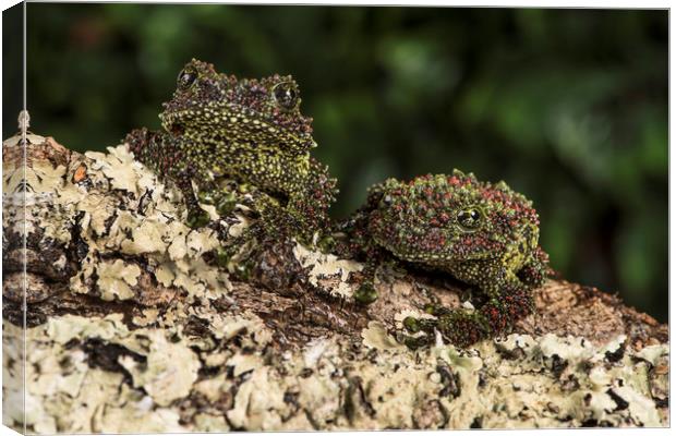 Vietnamese Mossy Frogs Canvas Print by Janette Hill