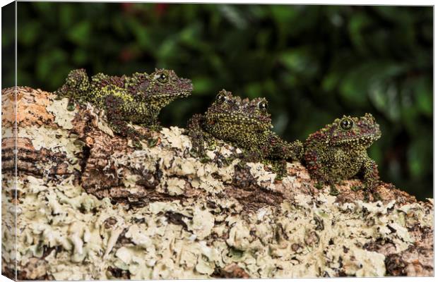 Trio of Vietnamese Mossy Frogs Canvas Print by Janette Hill