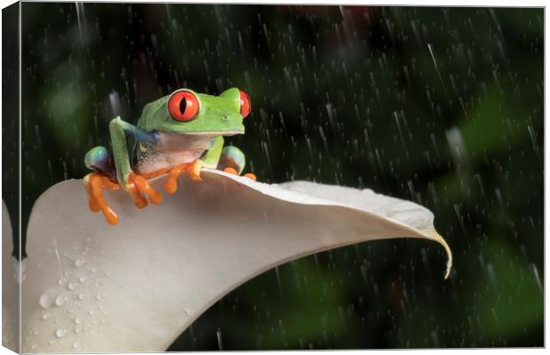 Red Eyed Tree Frog Canvas Print by Janette Hill