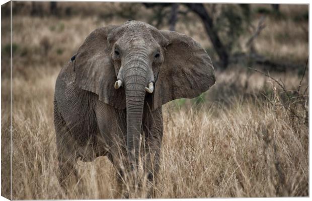 African elephant, Murchison Falls, Uganda Canvas Print by Janette Hill