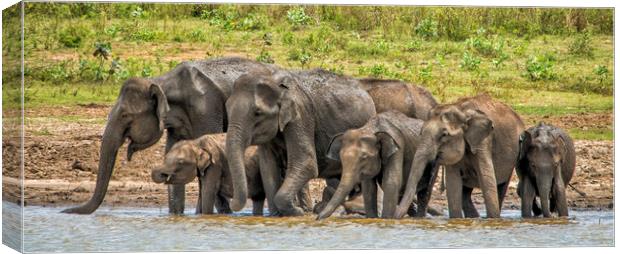 Thirsty Asian Elephants, Sri Lanka Canvas Print by Janette Hill