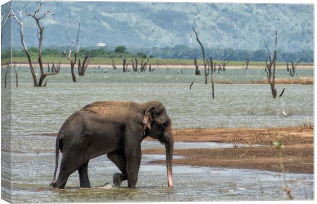 Asian elephant in the lake Canvas Print by Janette Hill
