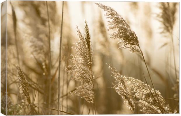 Grass in the evening sun Canvas Print by Janette Hill