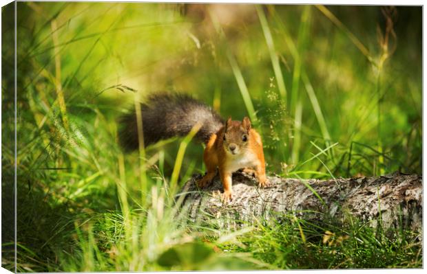 Red Squirrel Canvas Print by Janette Hill