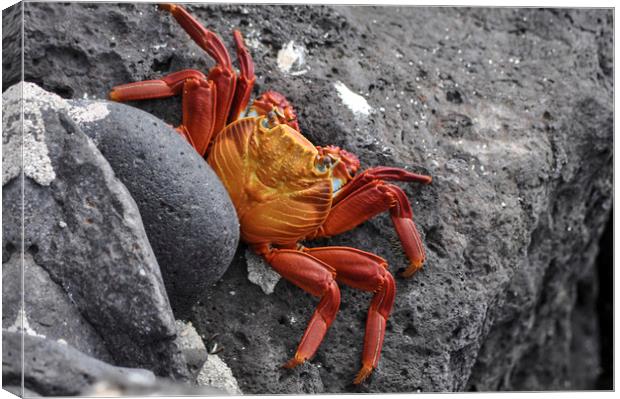 Sally Lightfoot Crab Canvas Print by Janette Hill