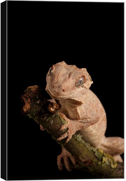 Gargoyle Gecko Portrait Canvas Print by Janette Hill