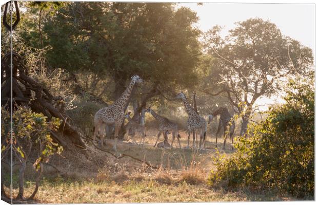 Giraffe Family Canvas Print by Janette Hill