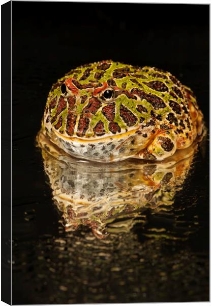 Argentinian Horned Frog, side portrait Canvas Print by Janette Hill