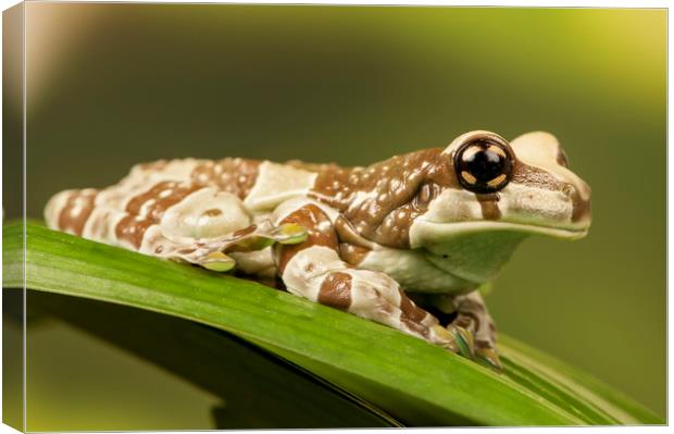 Milk Frog Canvas Print by Janette Hill