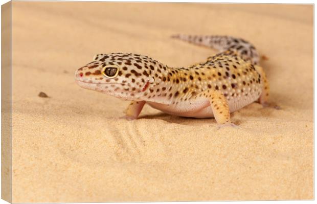 Leopard Gecko Canvas Print by Janette Hill