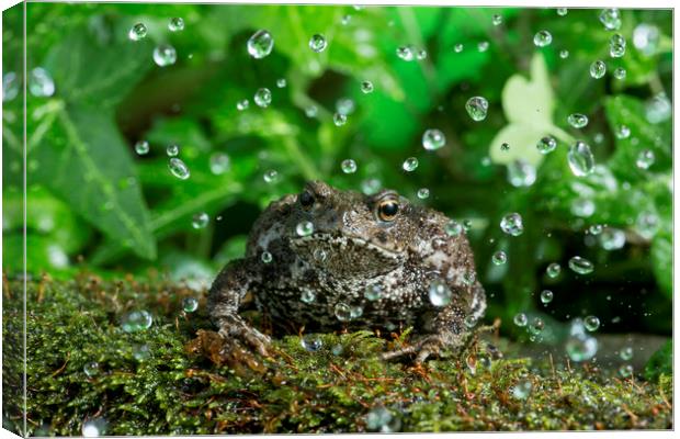 Rainy Toad Canvas Print by Janette Hill