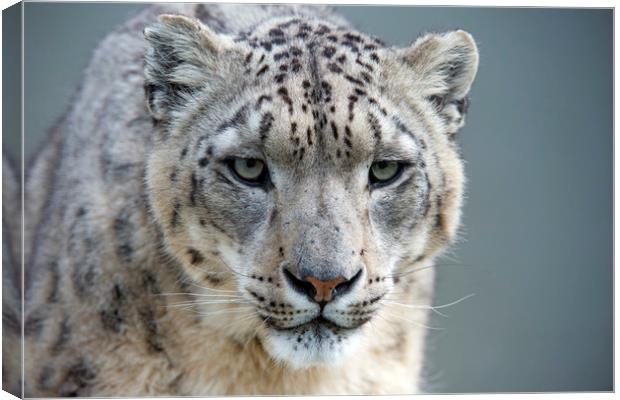 Snow Leopard Canvas Print by Janette Hill