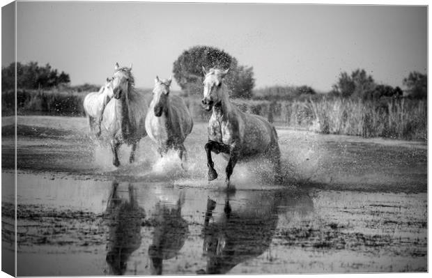 Camargue White Horses in Mono Canvas Print by Janette Hill