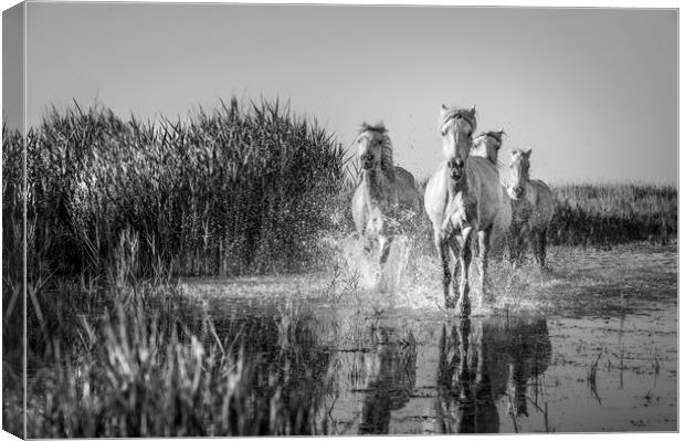White Horses in the Camargue in mono Canvas Print by Janette Hill