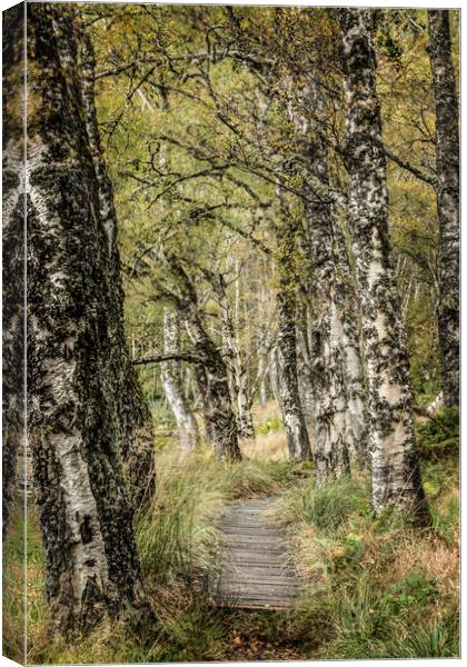 Along this path Canvas Print by Janette Hill