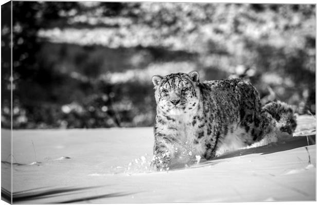 Stalking Snow Leopard in mono Canvas Print by Janette Hill