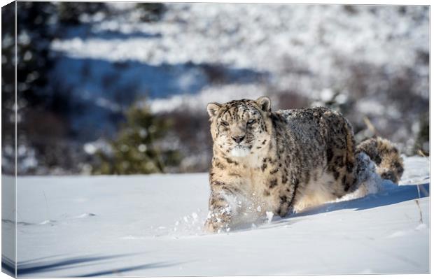 Stalking Snow Leopard Canvas Print by Janette Hill