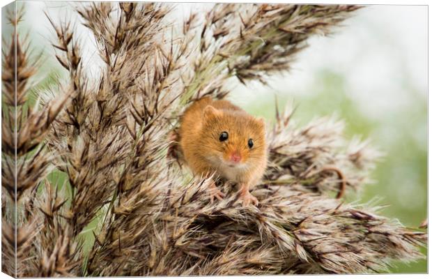 Harvest Mouse  Canvas Print by Janette Hill