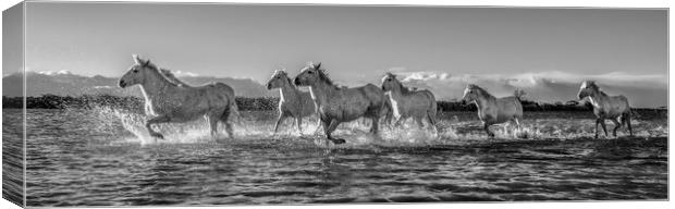 Sea Horses panorama mono Canvas Print by Janette Hill