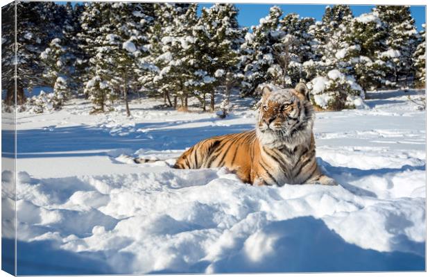 Siberian Tiger in snow Canvas Print by Janette Hill