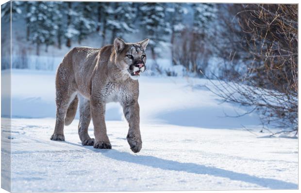 Puma Prowl Canvas Print by Janette Hill