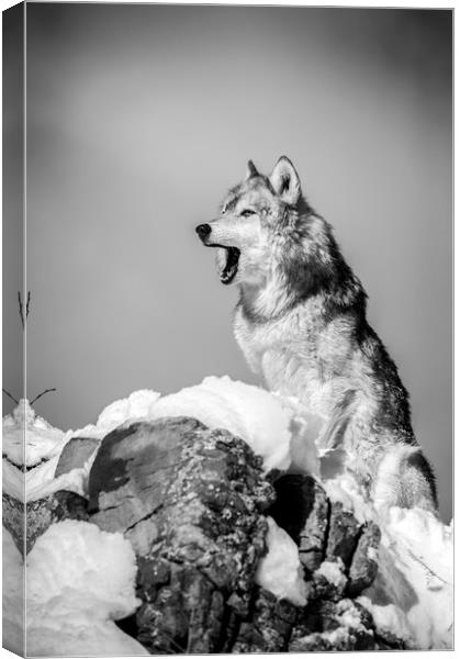 Wolf  in mono    Canvas Print by Janette Hill