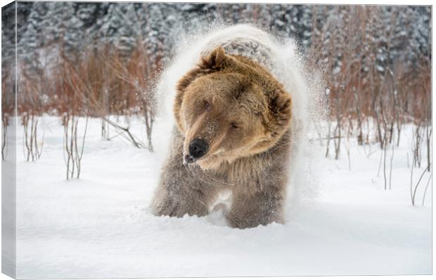 Bear Shake Canvas Print by Janette Hill