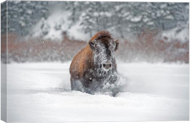 Bison in the snow Canvas Print by Janette Hill