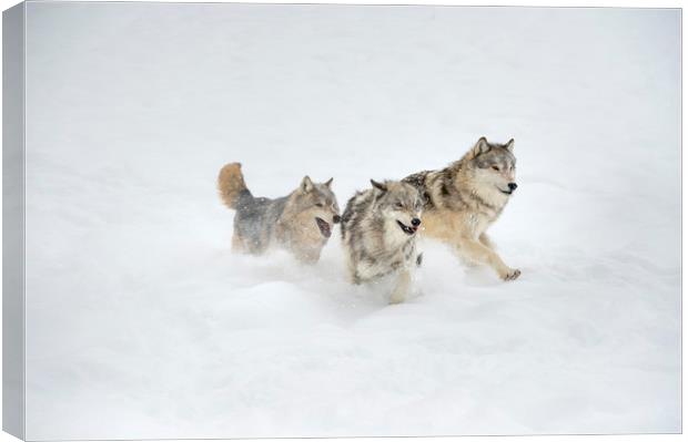 Grey Wolf Trio Canvas Print by Janette Hill