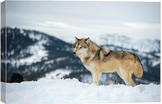 Wolf on top of the World Canvas Print by Janette Hill