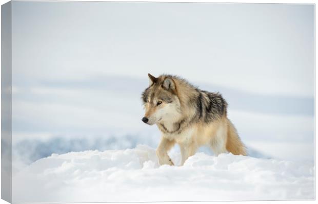 Lone Wolf Canvas Print by Janette Hill
