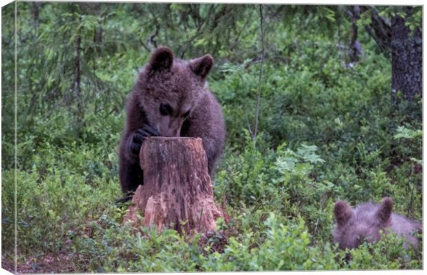 Cute Cubs Canvas Print by Janette Hill