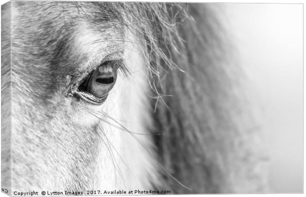 A horses Eye (black and white) Canvas Print by Wayne Lytton
