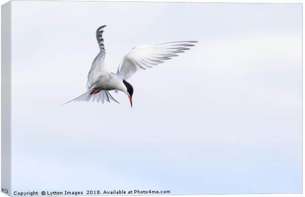 Guardian Angel (common Tern) Canvas Print by Wayne Lytton