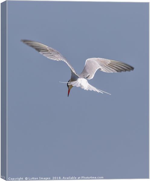 Searching  (common Tern) Canvas Print by Wayne Lytton