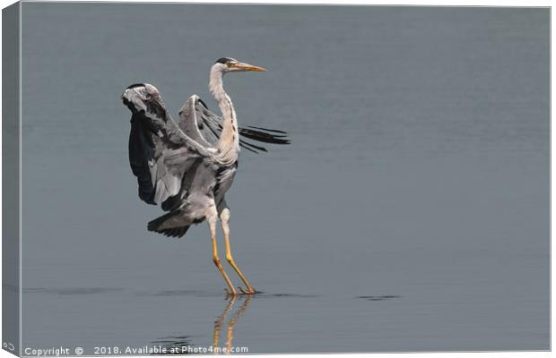 Grey Heron - Landing Canvas Print by Wayne Lytton