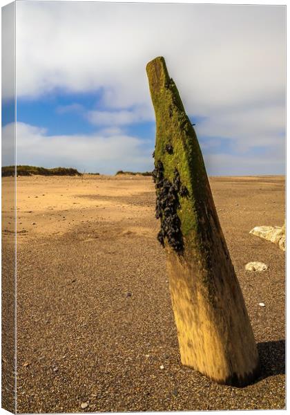 BEACH GROYNE  Canvas Print by Kevin Snelling