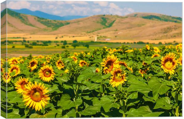 Majestic Sunflower Valley Canvas Print by Kevin Snelling