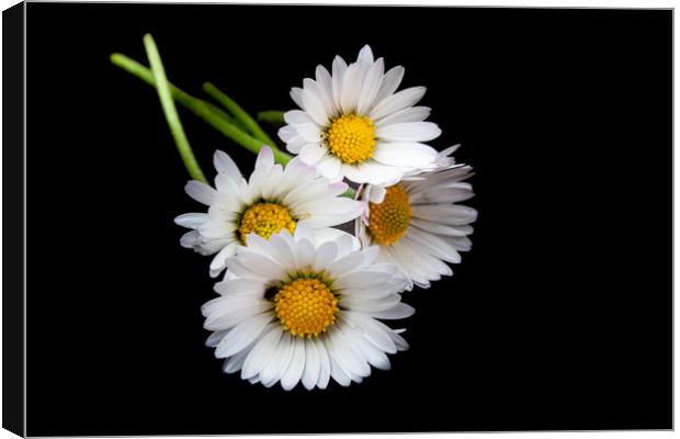 The Majestic Oxeye Daisies Canvas Print by Kevin Snelling